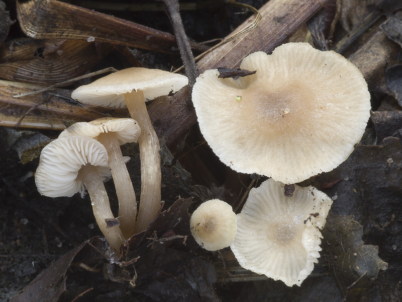 Tephrocybe platypus